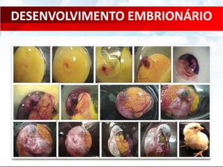 DESENVOLVIMENTO EMBRIONÁRIO
 