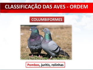 CLASSIFICAÇÃO DAS AVES - ORDEM
Pombos, juritis, rolinhas
COLUMBIFORMES
 