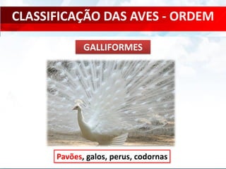 CLASSIFICAÇÃO DAS AVES - ORDEM
Pavões, galos, perus, codornas
GALLIFORMES
 