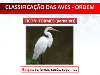 CLASSIFICAÇÃO DAS AVES - ORDEM
Garças, seriemas, socós, cegonhas
CICONIIFORMES (pernaltas)
 