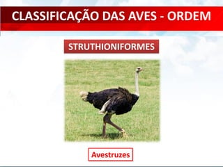 CLASSIFICAÇÃO DAS AVES - ORDEM
Avestruzes
STRUTHIONIFORMES
 
