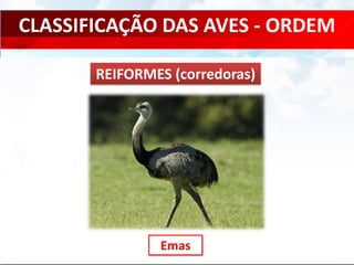 CLASSIFICAÇÃO DAS AVES - ORDEM
Emas
REIFORMES (corredoras)
 