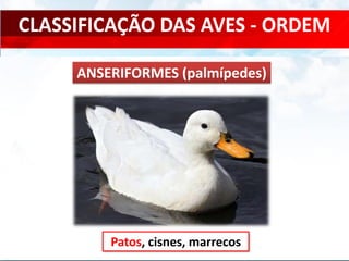 CLASSIFICAÇÃO DAS AVES - ORDEM
Patos, cisnes, marrecos
ANSERIFORMES (palmípedes)
 