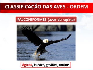 CLASSIFICAÇÃO DAS AVES - ORDEM
Águias, falcões, gaviões, urubus
FALCONIFORMES (aves de rapina)
 