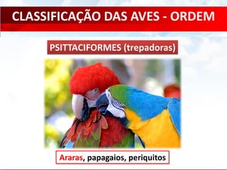 CLASSIFICAÇÃO DAS AVES - ORDEM
Araras, papagaios, periquitos
PSITTACIFORMES (trepadoras)
 