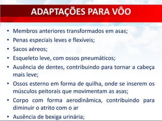 ADAPTAÇÕES PARA VÔO
• Membros anteriores transformados em asas;
• Penas especiais leves e flexíveis;
• Sacos aéreos;
• Esqueleto leve, com ossos pneumáticos;
• Ausência de dentes, contribuindo para tornar a cabeça
mais leve;
• Ossos esterno em forma de quilha, onde se inserem os
músculos peitorais que movimentam as asas;
• Corpo com forma aerodinâmica, contribuindo para
diminuir o atrito com o ar
• Ausência de bexiga urinária;
 
