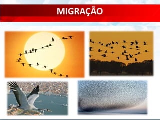 MIGRAÇÃO
 