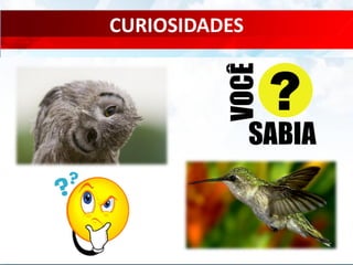 CURIOSIDADES
 