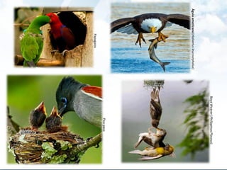 Papagaios
Águiaamericana(Haliaetusleucocephalus)
Pica-paus
BayaWeaver(PhilippinusPloceus)
 