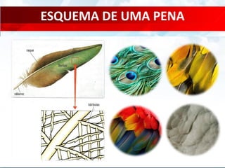 ESQUEMA DE UMA PENA
 