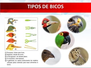 TIPOS DE BICOS
 
