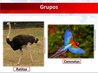 Grupos
Ratitas
Carenatas
Arara-vermelha(Arachloropterus)
Avestruz(Struthiocamelus)
 