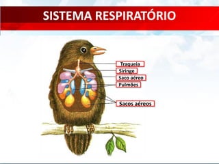 SISTEMA RESPIRATÓRIO
Traqueia
Saco aéreo
Siringe
Pulmões
Sacos aéreos
 
