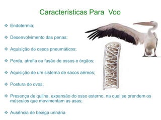 Características Para Voo
 Endotermia;
 Desenvolvimento das penas;
 Aquisição de ossos pneumáticos;
 Perda, atrofia ou fusão de ossos e órgãos;
 Aquisição de um sistema de sacos aéreos;
 Postura de ovos;
 Presença de quilha, expansão do osso esterno, na qual se prendem os
músculos que movimentam as asas;
 Ausência de bexiga urinária
 