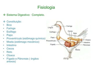 Fisiologia
 Sistema Digestivo: Completo.
 Constituição:
• Bico
• Faringe
• Esôfago
• Papo
• Proventrículo (estômago químico)
• Moela (estômago mecânico)
• Intestino
• Cecos
• Reto
• Cloaca
• Fígado e Pâncreas ( órgãos
anexos)
 