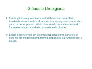 Glândula Uropigiana
 É uma glândula que contem material cremoso amarelado,
localizada dorsalmente a cloaca no final do pigostilo que se abre
para o exterior por um orifício direcionado caudalmente sendo
frequentemente circundada por um tufo de plumas.
 É bem desenvolvida em algumas espécies como canários, e
ausente em muitos columbiformes, papagaios Sul Americanos, e
outros.
 