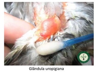Glândula uropigiana
 
