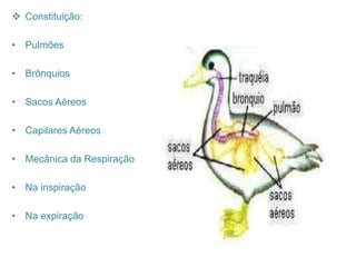  Constituição:
• Pulmões
• Brônquios
• Sacos Aéreos
• Capilares Aéreos
• Mecânica da Respiração
• Na inspiração
• Na expiração
 