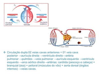  Circulação dupla:02 veias cavas anteriores + 01 veia cava
posterior →aurícula direita →ventrículo direito→artéria
pulmonar →pulmões →veia pulmonar →aurícula esquerda →ventrículo
esquerdo →arco aórtico direito→artérias: carótida (pescoço e cabeça) +
branquial (asa) + peitoral (músculos do vôo) + aorta dorsal (órgãos
internos) →veias cavas.
 