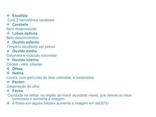  Encéfalo
Com 2 hemisférios cerebrais
 Cerebelo
Bem desenvolvido
 Lobos ópticos
Bem desenvolvidos
 Ouvido externo
Tímpano recoberto por penas
 Ouvido médio
Columela e músculo columelar
 Ouvido interno
Cóclea - céls. ciliadas
 Olhos
 Retina
Cones, com gotículas de óleo coloridas, e bastonetes
 Pécten
Oxigenação do olho
 Fóvea
Cavidade na retina, na região de maior acuidade visual, que desvia os raios
luminosos e aumenta a imagem
 A fóvea em alguns falcões aumenta a imagem em até30%!
 