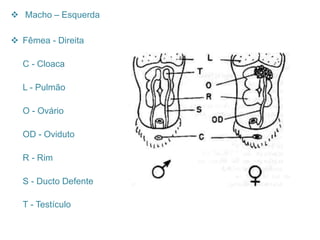  Macho – Esquerda
 Fêmea - Direita
C - Cloaca
L - Pulmão
O - Ovário
OD - Oviduto
R - Rim
S - Ducto Defente
T - Testículo
 