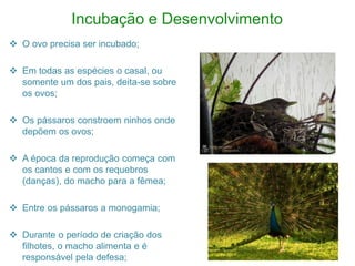 Incubação e Desenvolvimento
 O ovo precisa ser incubado;
 Em todas as espécies o casal, ou
somente um dos pais, deita-se sobre
os ovos;
 Os pássaros constroem ninhos onde
depõem os ovos;
 A época da reprodução começa com
os cantos e com os requebros
(danças), do macho para a fêmea;
 Entre os pássaros a monogamia;
 Durante o período de criação dos
filhotes, o macho alimenta e é
responsável pela defesa;
 