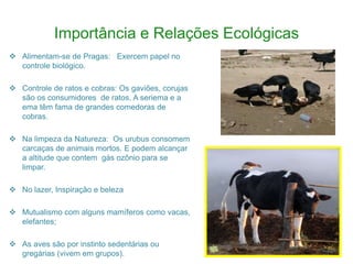 Importância e Relações Ecológicas
 Alimentam-se de Pragas: Exercem papel no
controle biológico.
 Controle de ratos e cobras: Os gaviões, corujas
são os consumidores de ratos. A seriema e a
ema têm fama de grandes comedoras de
cobras.
 Na limpeza da Natureza: Os urubus consomem
carcaças de animais mortos. E podem alcançar
a altitude que contem gás ozônio para se
limpar.
 No lazer, Inspiração e beleza
 Mutualismo com alguns mamíferos como vacas,
elefantes;
 As aves são por instinto sedentárias ou
gregárias (vivem em grupos).
 
