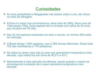 Curiosidades
 As aves parasitóides e Megápodes não deitam sobre o ovo, ele choca
no meio da folhagem.
 A Ema é a maior ave sul-americana, pesa mais de 35Kg. Seus ovos de
14x8 pesam 700g. Essa espécie tem a ninhada com cerca de 40 ovos,
que incubam em 42 dias.
 Das 23 mil espécies existentes em todo o mundo, no mínimo 200 estão
em extinção.
 O Brasil abriga 1.504 espécies, com 2.294 formas diferentes. Deste total
725 são monotípicas e 779 politípicas.
 De todos os seres vivos são as aves que apresentam temperatura mais
elevada, cuja média fica em torno de 40,5°c a 43°c.
 Normalmente é mais elevada nas fêmeas, porém quando o macho se
encarrega da incubação ele é quem apresenta temperatura mais
elevada.
 