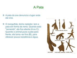 A Pata
 A pata da ave denuncia o lugar onde
ela vive.
 O mergulhão, bicho nadador, tem a
pata em forma de remo. Quando está
"remando", ela fica aberta (A ou C).
Quando o animal puxa a pata para
frente, ela torna -se fina (B), para
oferecer pouca resistência à água.
 