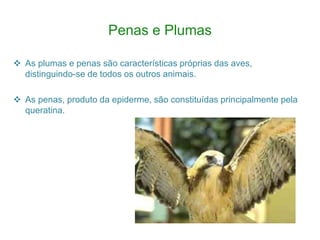 Penas e Plumas
 As plumas e penas são características próprias das aves,
distinguindo-se de todos os outros animais.
 As penas, produto da epiderme, são constituídas principalmente pela
queratina.
 
