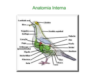 Anatomia Interna
 