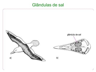 Glândulas de sal
 