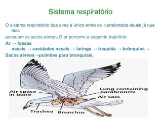 Sistema respiratório
O sistema respiratório das aves é único entre os vertebrados atuais já que
   elas
possuem os sacos aéreos.O ar percorre a seguinte trajetória:
Ar → fossas
   nasais → cavidades nasais → laringe → traquéia → brônquios→
Sacos aéreos→pulmões para bronquiais.
 