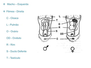  Macho – Esquerda

 Fêmea - Direita

  C - Cloaca

  L - Pulmão

  O - Ovário

  OD - Oviduto

  R - Rim

  S - Ducto Defente

  T - Testículo
 
