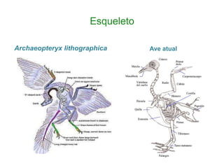 Esqueleto

Archaeopteryx lithographica       Ave atual
 
