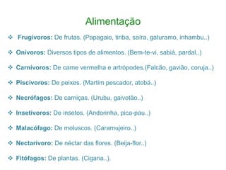 Alimentação
 Frugívoros: De frutas. (Papagaio, tiriba, saíra, gaturamo, inhambu..)

 Onívoros: Diversos tipos de alimentos. (Bem-te-vi, sabiá, pardal..)

 Carnívoros: De carne vermelha e artrópodes.(Falcão, gavião, coruja..)

 Piscívoros: De peixes. (Martim pescador, atobá..)

 Necrófagos: De carniças. (Urubu, gaivotão..)

 Insetívoros: De insetos. (Andorinha, pica-pau..)

 Malacófago: De moluscos. (Caramujeiro..)

 Nectarívoro: De néctar das flores. (Beija-flor..)

 Fitófagos: De plantas. (Cigana..).
 