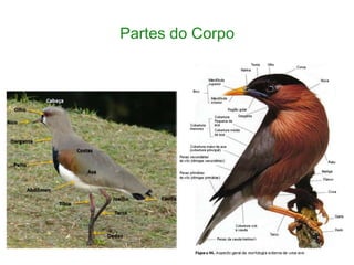 Partes do Corpo
 