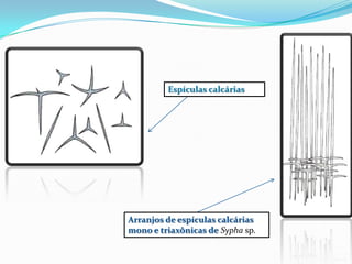 Espículas calcárias




Arranjos de espículas calcárias
mono e triaxônicas de Sypha sp.
 