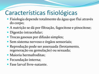 Características fisiológicas
 Fisiologia depende totalmente da água que flui através
    do corpo;
   A nutrição se dá por filtração, fagocitose e pinocitose;
   Digestão intracelular;
   Trocas gasosas por difusão simples;
   Sem sistema nervoso e órgãos sensoriais;
   Reprodução pode ser assexuada (brotamento,
    regeneração ou gemulação) ou sexuada;
   Maioria hermafroditas;
   Fecundação interna;
   Fase larval livre-natante.
 