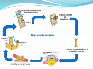 Reprodução sexuada




                               LARVA ANFIBLÁSTULA




FIXAÇÃO NO SUBSTRATO
 