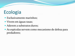 Ecologia
 Exclusivamente marinhos;
 Vivem em águas rasas;
 Aderem a substratos duros;
 As espículas servem como mecanismo de defesa para
 predadores;
 