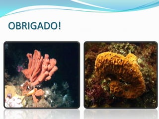 OBRIGADO!
 