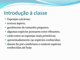 Introdução à classe
 Esponjas calcárias;
 textura áspera;
 geralmente de tamanho pequeno;
 algumas espécies possuem cores vibrantes;
 estão entre as esponjas mais primitivas;
 aproximadamente 150 espécies conhecidas;
 datam do pré-cambriano e existem espécies
 conhecidas até hoje.
 