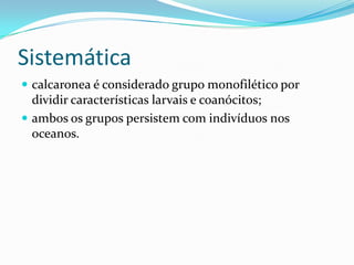 Sistemática
 calcaronea é considerado grupo monofilético por
  dividir características larvais e coanócitos;
 ambos os grupos persistem com indivíduos nos
  oceanos.
 