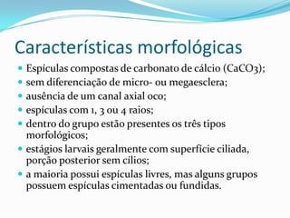 Características morfológicas
 Espículas compostas de carbonato de cálcio (CaCO3);
 sem diferenciação de micro- ou megaesclera;
 ausência de um canal axial oco;
 espículas com 1, 3 ou 4 raios;
 dentro do grupo estão presentes os três tipos
  morfológicos;
 estágios larvais geralmente com superfície ciliada,
  porção posterior sem cílios;
 a maioria possui espículas livres, mas alguns grupos
  possuem espículas cimentadas ou fundidas.
 