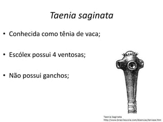 Taenia saginata
• Conhecida como tênia de vaca;
• Escólex possui 4 ventosas;
• Não possui ganchos;
 