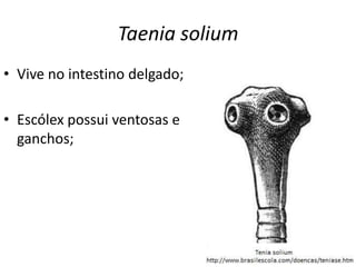 Taenia solium
• Vive no intestino delgado;
• Escólex possui ventosas e
ganchos;
 