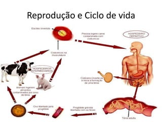 Reprodução e Ciclo de vida
 