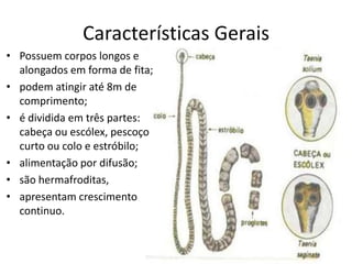 Características Gerais
• Possuem corpos longos e
alongados em forma de fita;
• podem atingir até 8m de
comprimento;
• é dividida em três partes:
cabeça ou escólex, pescoço
curto ou colo e estróbilo;
• alimentação por difusão;
• são hermafroditas,
• apresentam crescimento
continuo.
 