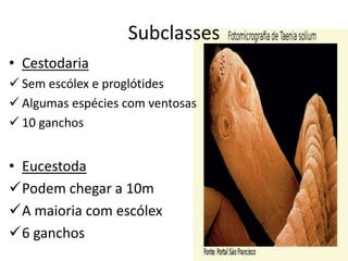 Subclasses
• Cestodaria
 Sem escólex e proglótides
 Algumas espécies com ventosas
 10 ganchos
• Eucestoda
Podem chegar a 10m
A maioria com escólex
6 ganchos
 